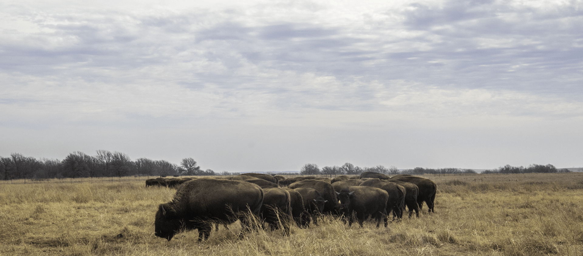 Bison graze on the Osage Nation's 43,000-acre Ranch. 
