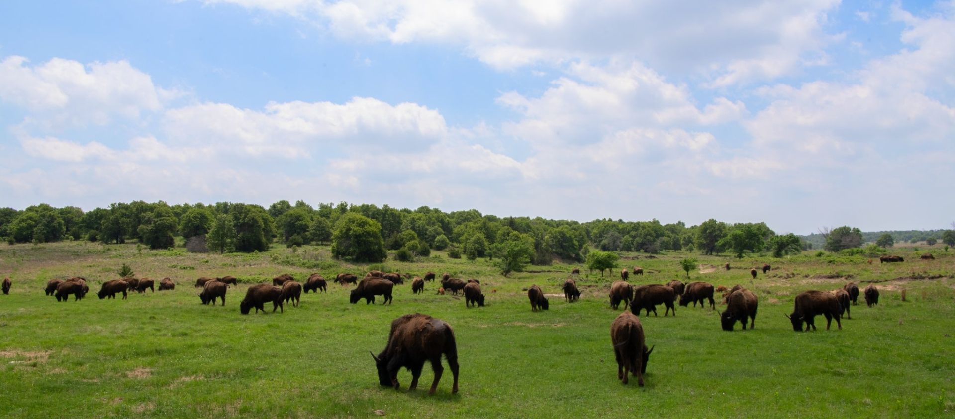 Bison grazing on the Osage Nation 43,000-acre Ranch (Credit: Julie Larsen Maher © Bronx Zoo/WCS) 