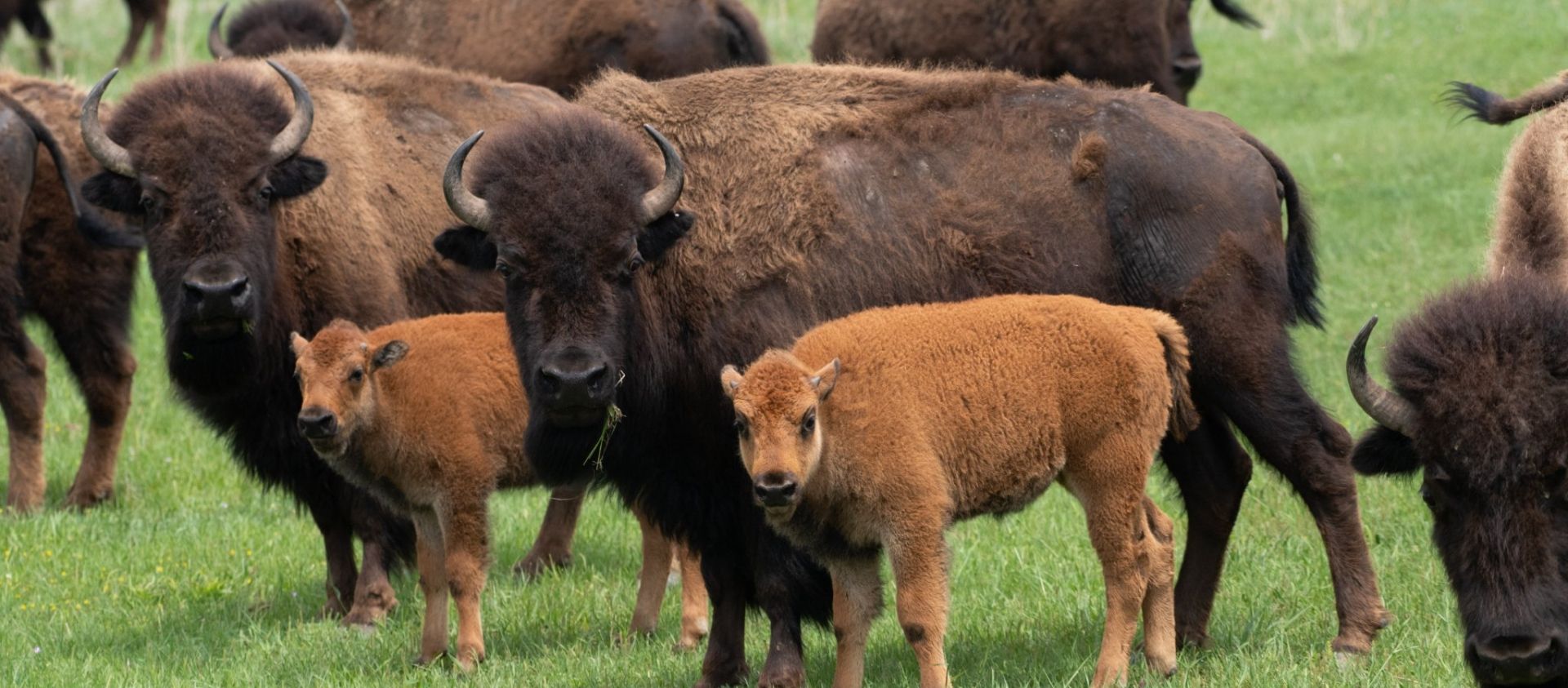Bison grazing on the Osage Nation 43,000-acre Ranch (Credit: Julie Larsen Maher © Bronx Zoo/WCS) 