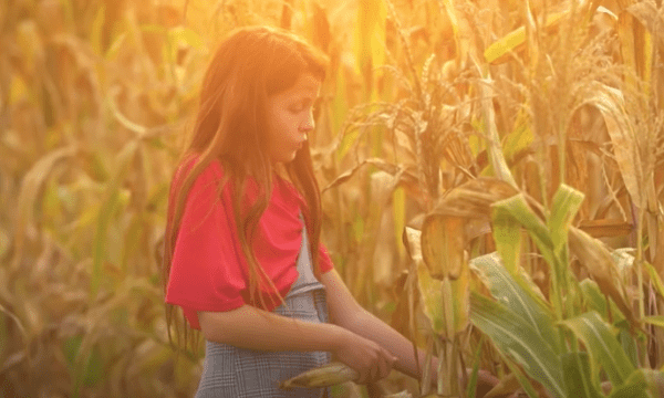 Traditional Corn 